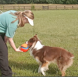 how to train a dog to bring a ball back