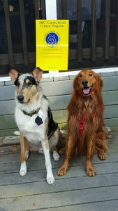 Two dogs seated with CGC sign