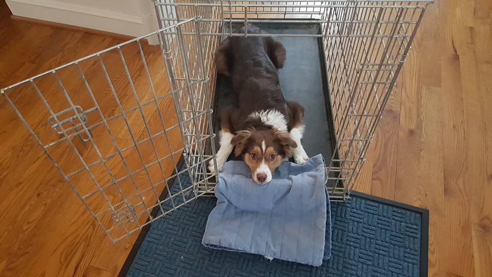 Dog with chin down in crate