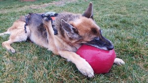 Kira with her ball