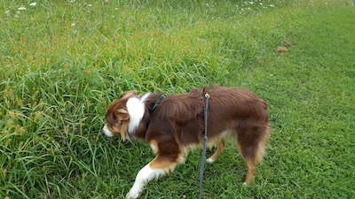 Gambit sniffing the grass